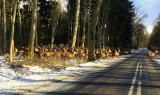 Co za widok! Chmara jeleni pod Ińskiem [ZDJĘCIA]