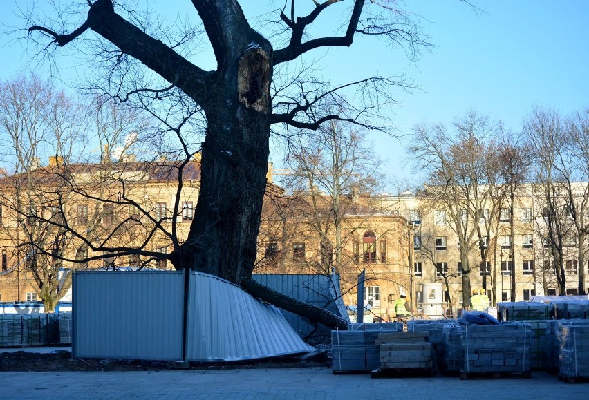 Plac Litewski: Topola straciła jeden konar. Co dalej będzie z drzewem?