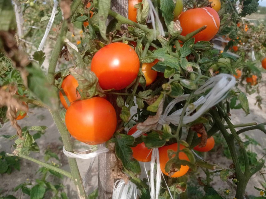 Pomidory do przechowywania nie mogą być uszkodzone i mokre,...