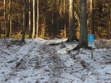 Co z wycinką drzew i nową drogą na Górze Chełmskiej w Koszalinie? Miasto chce przekonać, że to dobry pomysł