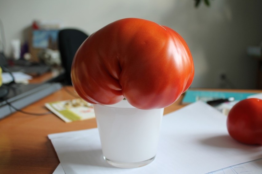 Gigantyczny pomidor wyrósł w Małopolsce