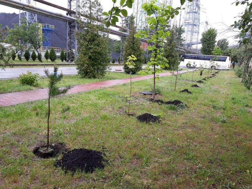 „Wszystkie drzewa nasze są” – akcja proekologiczna...
