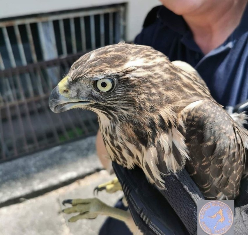 Uratowany przez dzieci jastrząb, pies wyrzucony do śmietnika i wiele innych! Coraz więcej interwencji Animal Patrol