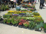 Sadzonki kwiatów, cebulki roślin i nasiona rozchwytywane na targowisku w Starachowicach. Zobacz zdjęcia