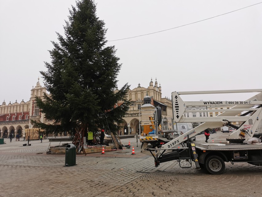 Na Rynku Głównym w Krakowie stanęła choinka. Robi wrażenie! Będzie też energooszczędna