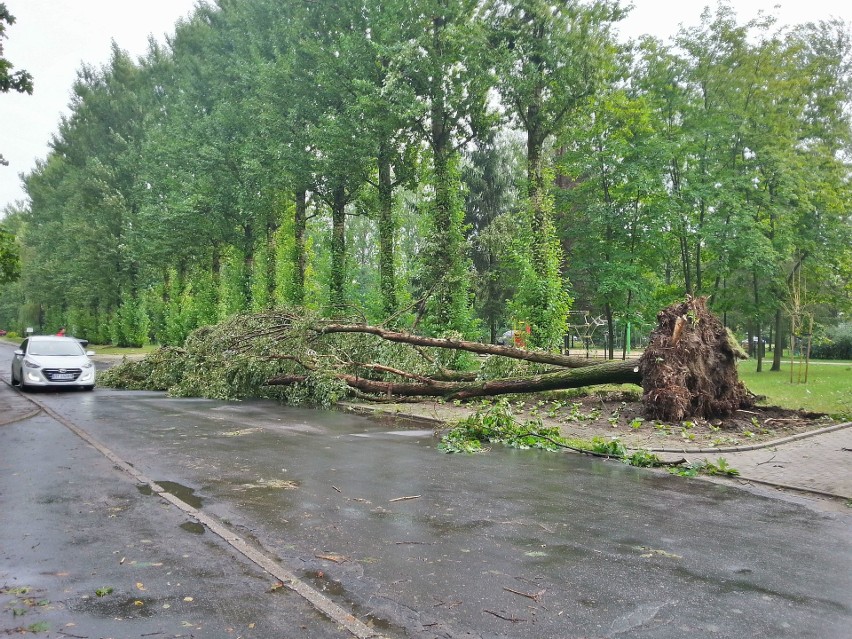 Burza w Łodzi. Nawałnica nad Łodzią. Powalone drzewa, gałęzie na drogach, zalane ulice [ZDJĘCIA]