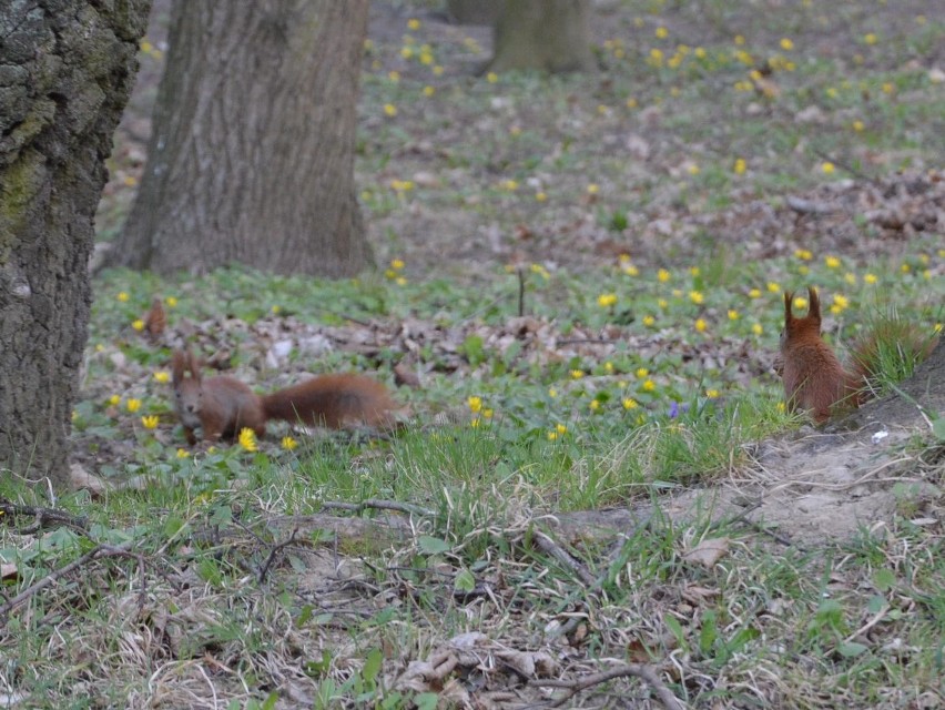 Proszowice. Wiewiórki w miejskim parku poczuły wiosnę lub... rewitalizację [ZDJĘCIA]
