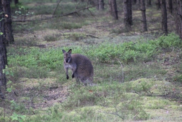 Te zdjęcia kangura zrobili leśnicy z Ruszowa