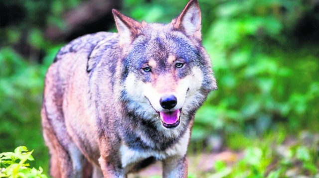 Od kilku lat szacuje się, że wilków w Borach Dolnośląskich może być ok. 50 sztuk. Ta liczba mogła jednak wzrosnąć
