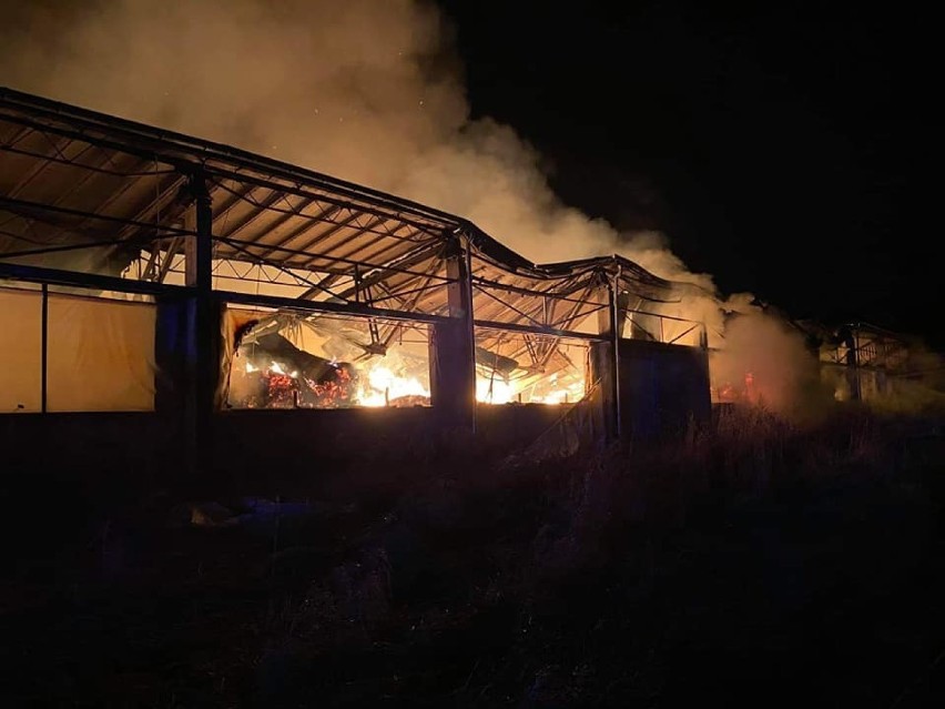Pożar magazynu wypełnionego sianem w Janowicach. Na miejscu 15 zastępów straży pożarnej