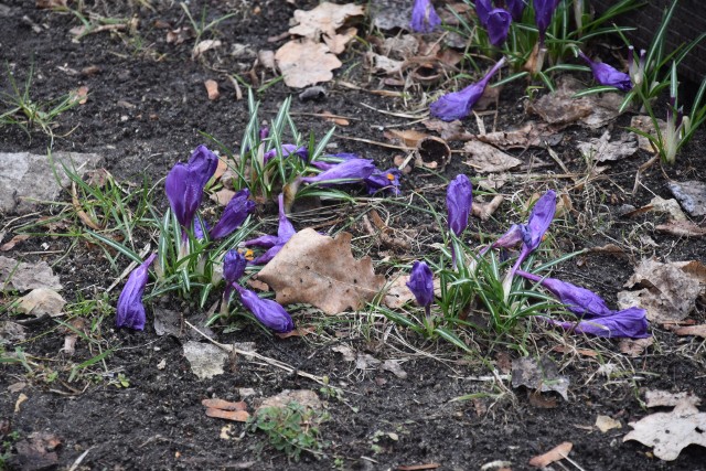 Czy udało się nam odnaleźć wiosnę w sosnowieckim parku Bioróżnorodności? Oceńcie sami! Zobacz kolejne zdjęcia. Przesuwaj zdjęcia w prawo - naciśnij strzałkę lub przycisk NASTĘPNE