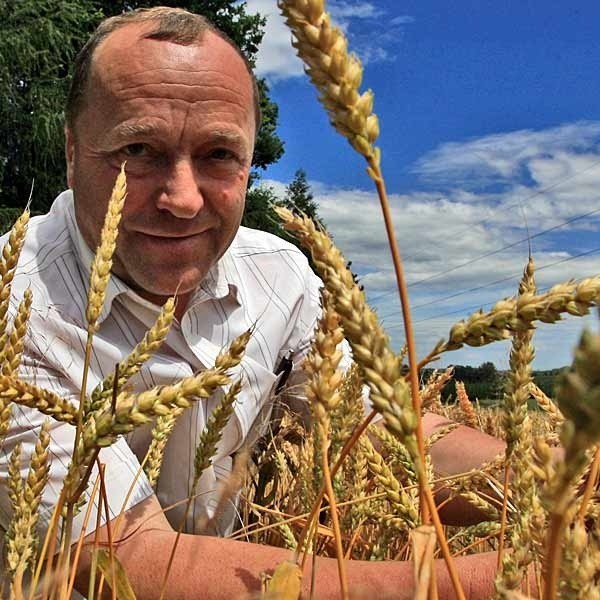 Stanisław Bartman z Kraczkowej spodziewa się zebrać ok. 4 ton pszenicy z jednego hektara. 