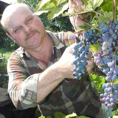 - Czym więcej słońca, tym smaczniejsze i bardziej dorodne są winogrona - zaznacza właściciel winnicy w Radgoszczy Tadeusz Dobek.