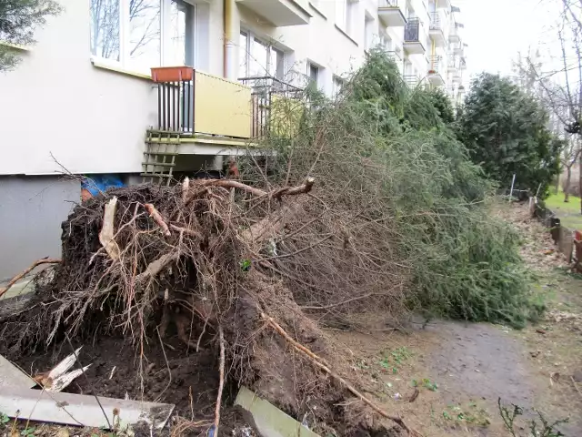 W sobotę wichura powaliła 5-metrowy świerk przy ul. Chrobrego 5A w Białymstoku wyrywając go z korzeniami.