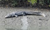 Ogromny krokodyl schwytany w Australii! Szukano go 10 lat. Gad waży ponad 600 kilogramów