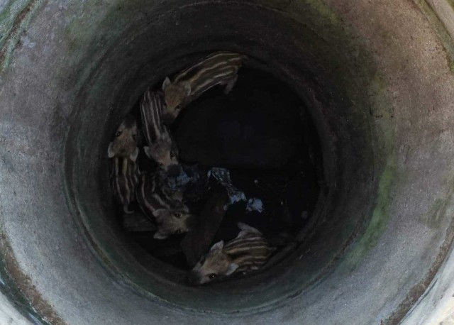 Pięć małych dzików zostało uwięzionych w studni na działce w Koziegłowach. Na pomoc ruszyli strażacy, ale akcja ratunkowa nie była taka prosta.Przejdź do kolejnego zdjęcia --->