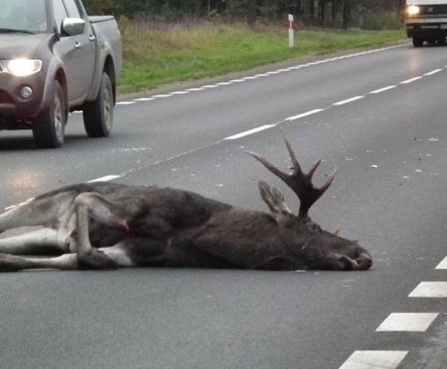 Grodzisk. Zderzenie z łosiem. W Przystani doszło też do zderzenia z sarną. Oba wypadki w sobotę 27 kwietnia 2019. Zdjęcie ilustracyjne