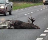 Grodzisk. Zderzenie z łosiem. W Przystani doszło też do zderzenia z sarną. Oba wypadki w sobotę 27 kwietnia 2019