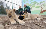 Młode lwy Simba i Kari już na wybiegu w zoo Leśne Zacisze koło Kielc. Są niesamowite (WIDEO, ZDJĘCIA)