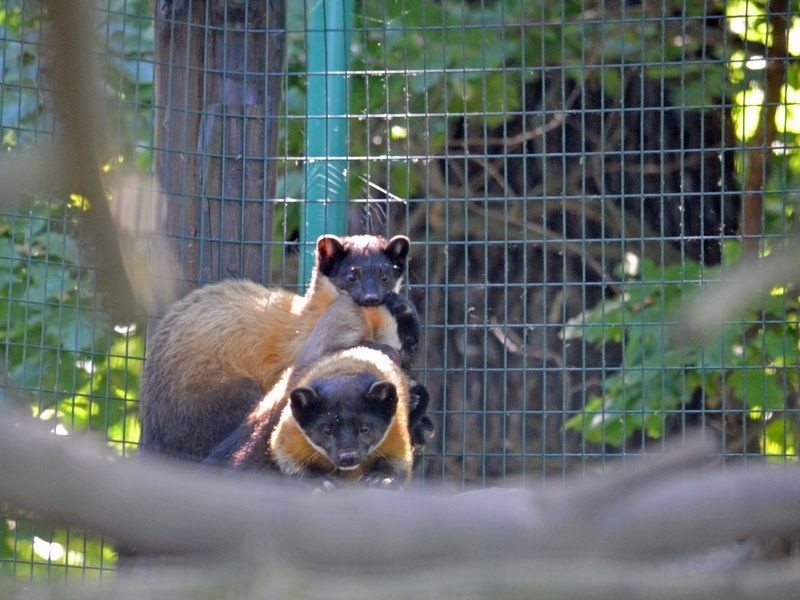 Sensacyjne narodziny we wrocławskim zoo. Prześliczne maluchy już pokazują się odwiedzającym (FOTO)