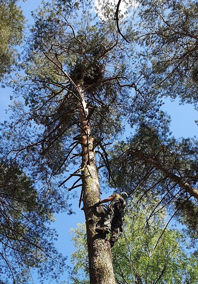 Młoda samica bielika ma zaledwie kilka tygodni, a...