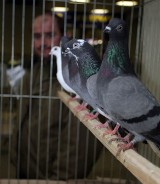 Wystawa gołębi w Rzeszowie