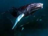 Wieloryb w Bałtyku: Naukowcy potwierdzają, w Bałtyku pojawiła się samica humbaka z młodym [WIDEO]