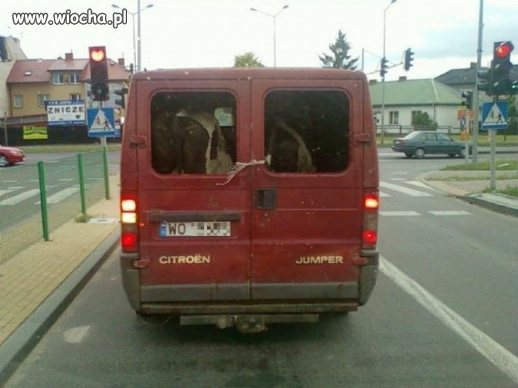 Co kierowca przewoził w tym citroenie?