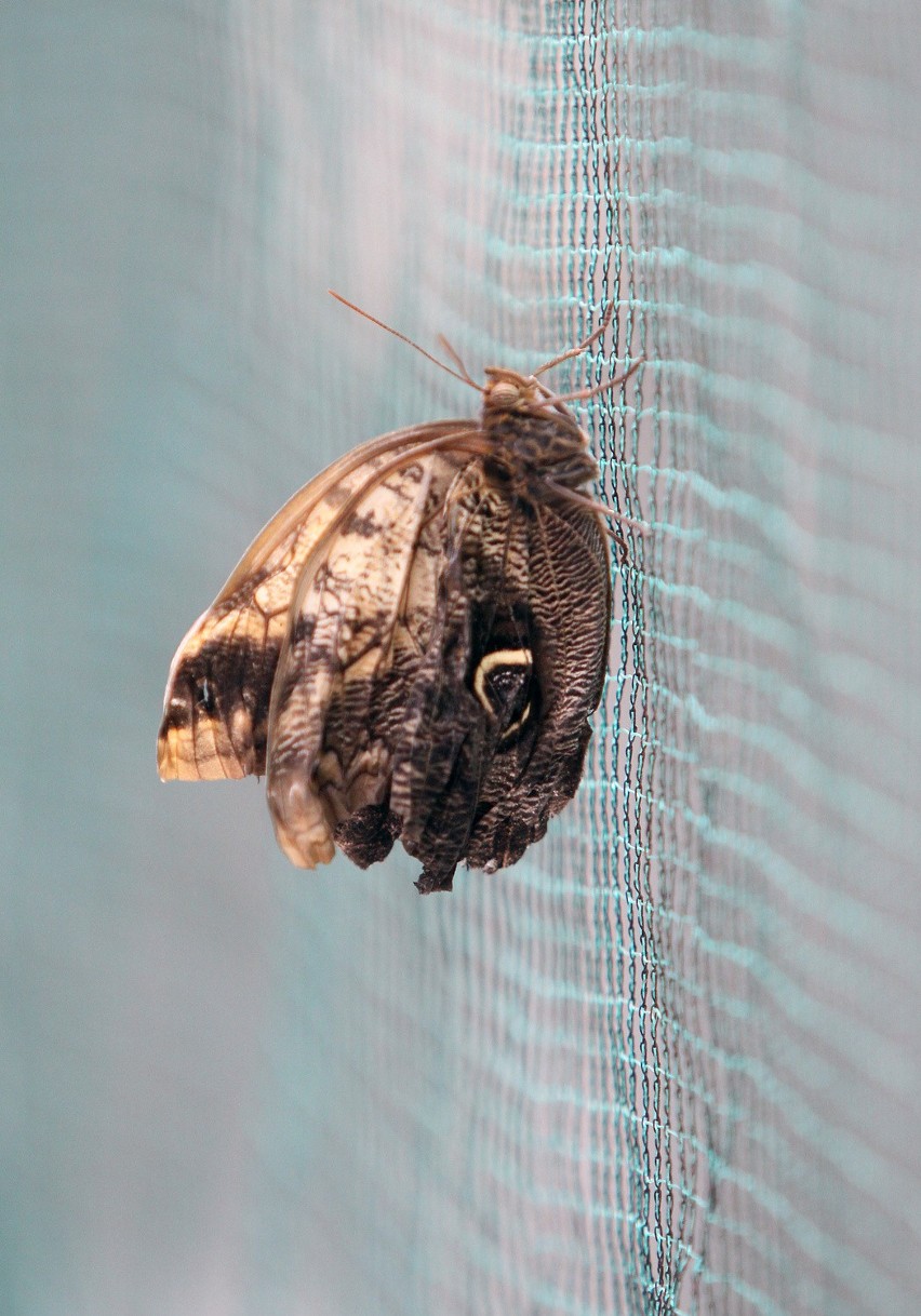 Egzotyczne motyle w łódzkiej Palmiarni [zdjęcia]