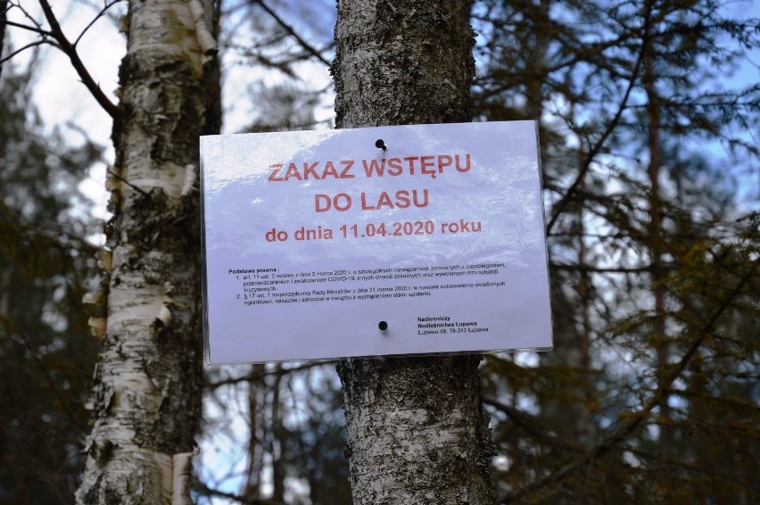 Zakaz wstępu do lasu budzi wiele kontrowersji. Leśnicy: byliśmy przeciw (zdjęcia)