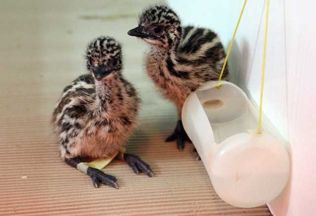 - Te maluchy to pierwsze w tym roku emu, które wykluły się w kraju - mówi prof. dr hab. Danuta Szczerbińska, kierownik zakładu hodowli ptaków użytkowych i ozdobnych ZUT.
