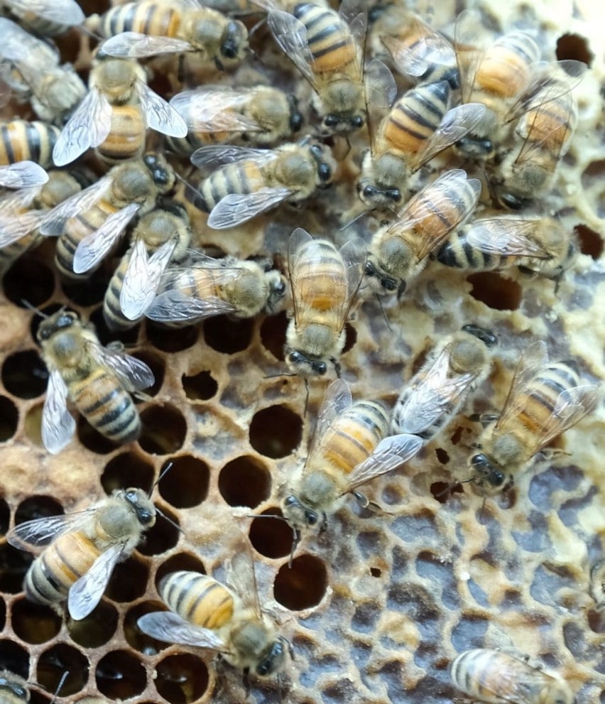 Światowy Dzień Pszczół 2021. Zakłady karne w woj. lubelskim włączają się w obchody