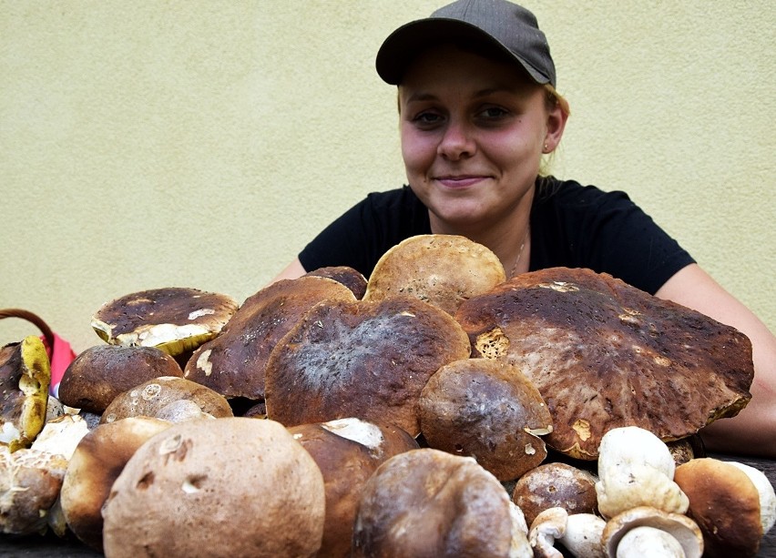 Gorlickie. W lasach wysyp grzybów. Najwytrwalsi zbieracze przynoszą po kilkaset prawdziwków jednorazowo