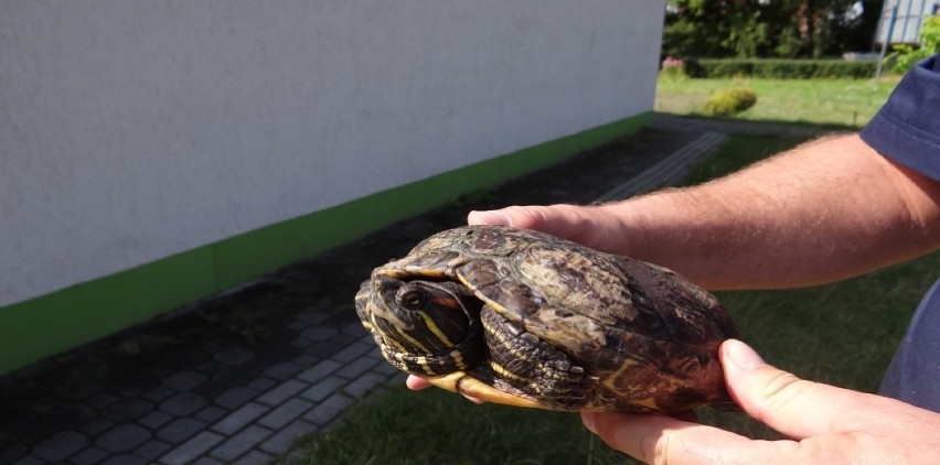 Żółw czerwonolicy w Puławach. Miasto walczy z wyjątkowo inwazyjnym gatunkiem. Zobacz zdjęcia!