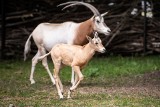 ZOO Wrocław uratowało kolejny zagrożony gatunek! Oryksy można zobaczyć w ogrodzie. Jest ich 13 w stadzie