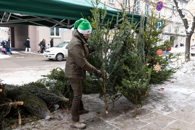 W Krakowie świąteczne drzewka mogą dostać drugie życie