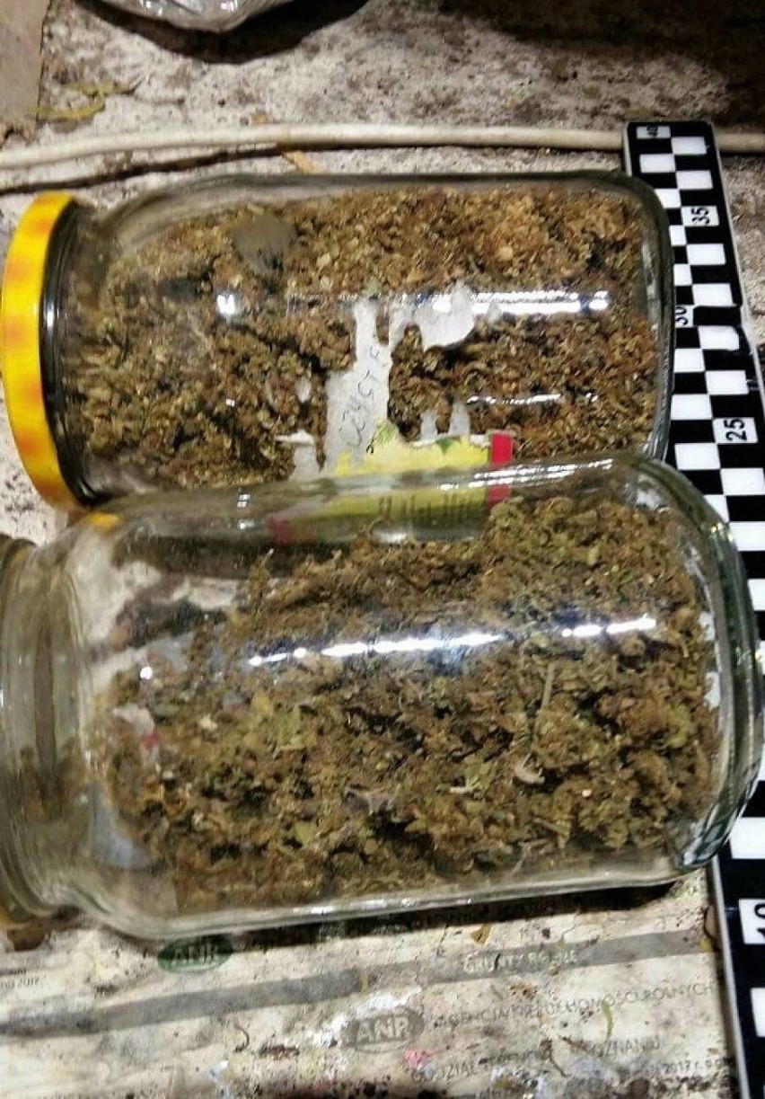 Policjanci z Szamotuł odkryli nielegalną plantację marihuany