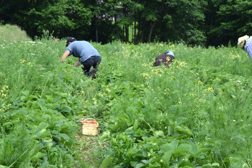Pracownicy z Ukrainy na polach w gminie Bieliny. Zrywają truskawki i... są na kwarantannie [WIDEO, ZDJĘCIA]