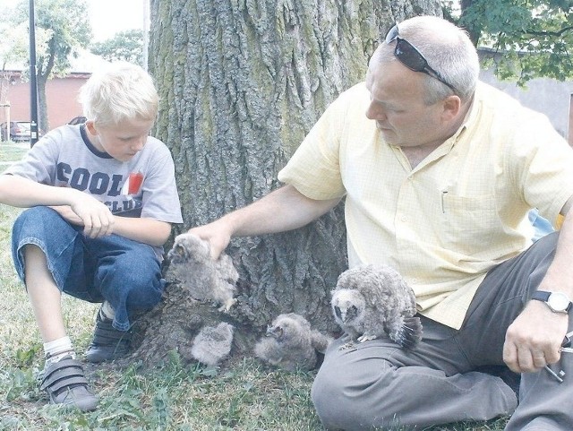 Młode sówki spadły z gniazda.