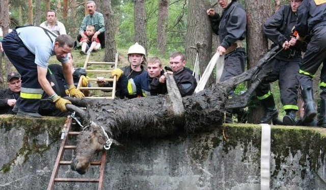 Lubuscy strażacy nie tylko gaszą pożary i ratują ofiary wypadków drogowych. Często ich interwencje są bardzo nietypowe i polegają np. na ratowaniu rannych i uwięzionych zwierząt. Przyglądamy się nietypowym interwencjom lubuskich strażaków. Jak się okazuje, często niosą oni pomoc nie tylko ludziom. Przeglądając archiwa "GL" natrafiamy na wiele niecodziennych sytuacji. Po przejrzeniu tej galerii już nigdy nie powiecie, że strażacy zajmują się jedynie gaszeniem pożarów. Jak się okazuje, są wzywani również do innych, czasem niezwykle nietypowych akcji.Na zdjęciu powyżej widzimy, jak ważący około 200 kg łoś wpadł do betonowego zbiornika w lesie koło Boryszyna. Zwierzak został uśpiony przez weterynarza, potem strażacy i leśnicy wyciągnęli go z pułapki. W zbiorniku zginął jednak inny łoś. Na ratunek zwierzęciu pospieszyli leśnicy, strażacy, przewodnicy MRU - trasy Pętla Boryszyńska. Organizują dźwig, który umożliwi bezpieczne wydobycie zwierzęcia.Jak dowiedzieliśmy się, łoś wpadł do betonowego zbiornika na wodę z czasów budowy bunkrów MRU. Niestety, na miejsce nie dojedzie żaden dźwig i zwierzę najpierw zostanie uśpione, a potem wydobyte na linach. Zdjęcia z takich nietypowych akcji oraz ich opisy znajdziesz na kolejnych fotografiach w tej galerii.Autor: oprac. (pik)