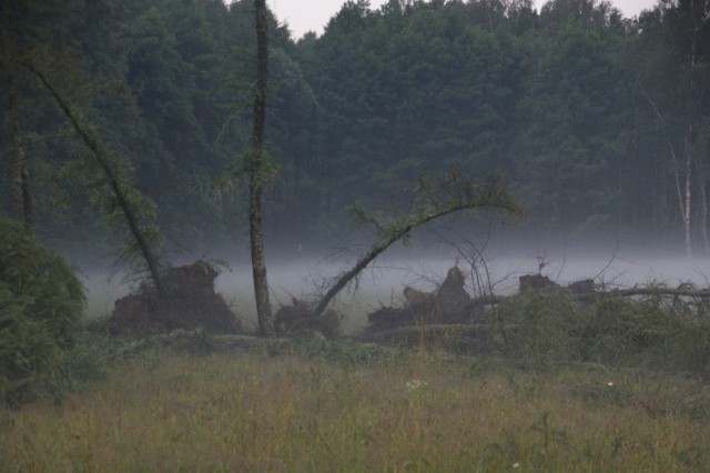 Kilka tygodni temu wiatr łamał drzewa w Rafałówce