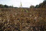 W Lubuskiem upały niszczą uprawy. Rolnicy chcą ogłoszenia stanu klęski suszy