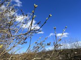 Wiosna na zdjęciach naszych Czytelników. Jest koniec lutego, ale kwiaty już kwitną i pogoda pięknie dopisuje