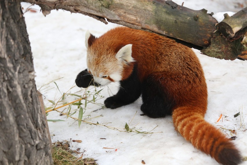 Zwierzęta w śląskim ZOO traktują śnieg jako okazję do zabawy