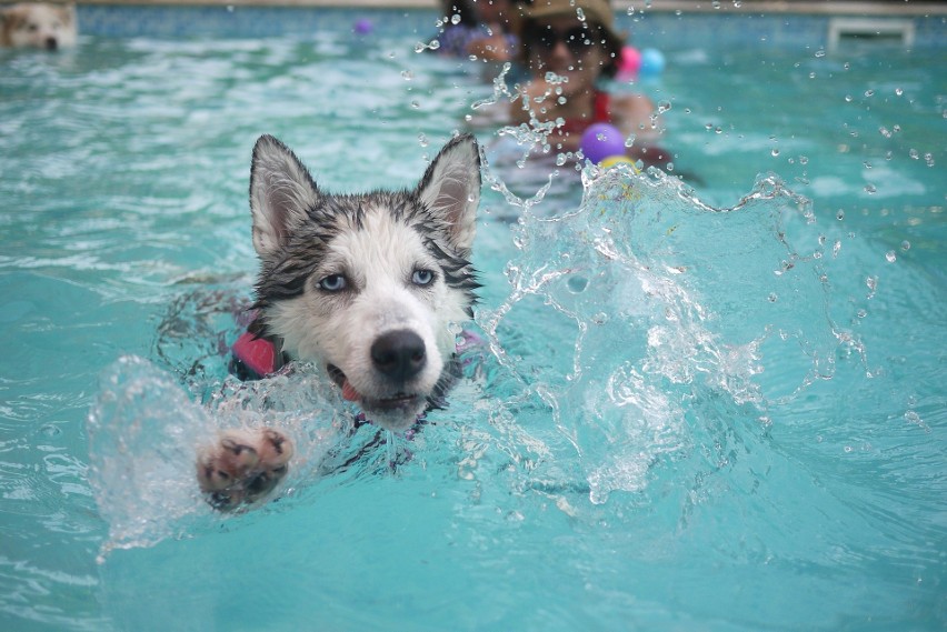 Siberian Husky...