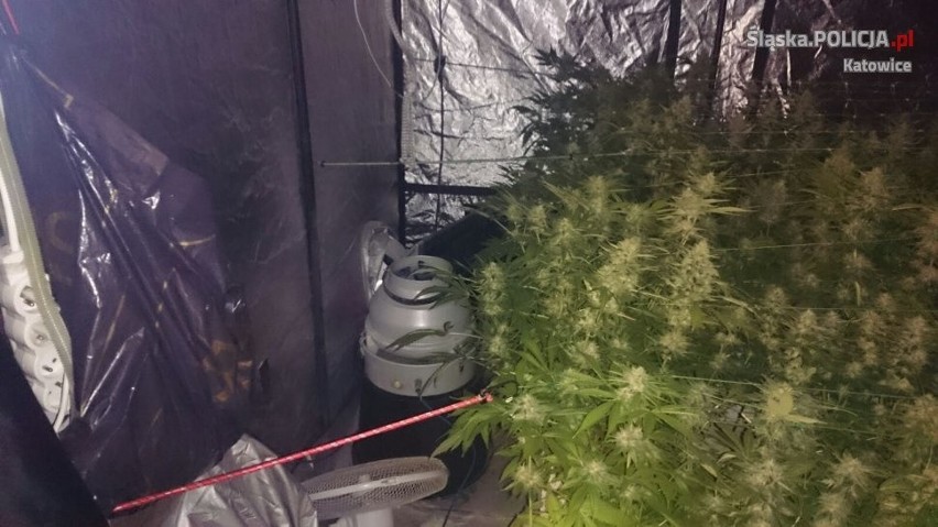 Plantacja marihuany w Cieszynie: Hodowcą okazał się kibol Ruchu