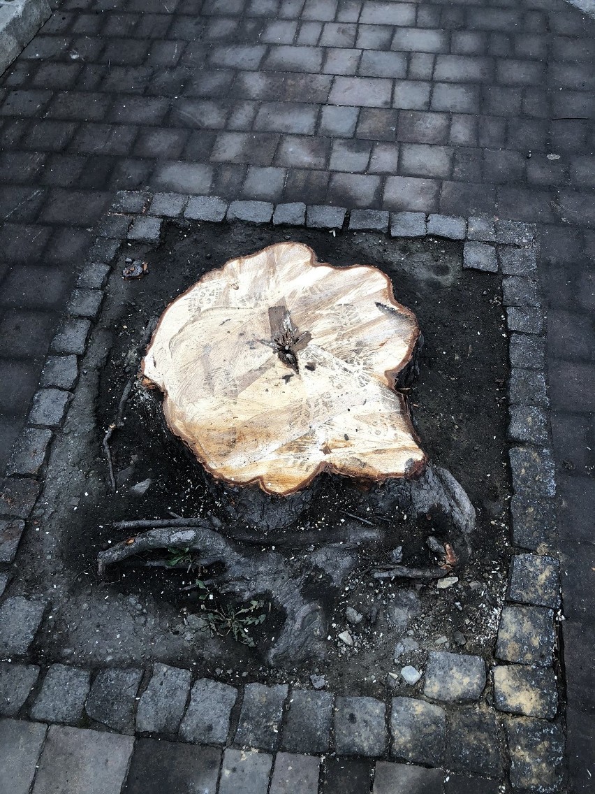 Drzewa wycięto o poranku. Deweloper tłumaczył, że prace...