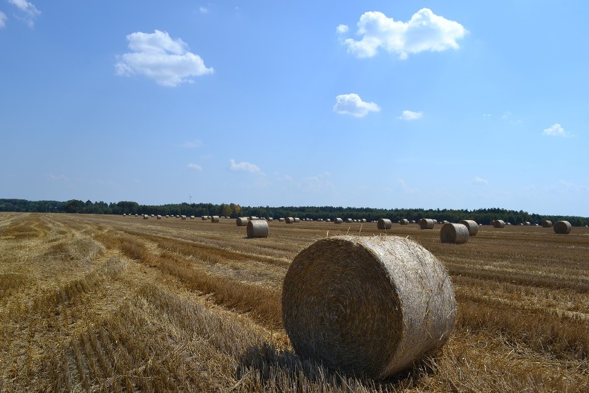 Żniwa w powiecie kłobuckim