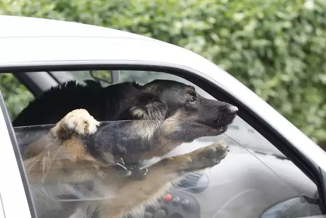 Nie zostawiaj psa w samochodzie, bo zwierzę ucierpi. Wystarczy kwadrans, aby temperatura w zaparkowanym na słońcu aucie urosła do 60 stopni.