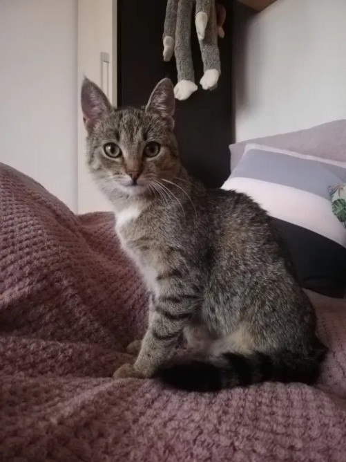 7-miesięczna kotka Balbina poszukiwana. Czy ktoś ją widział?